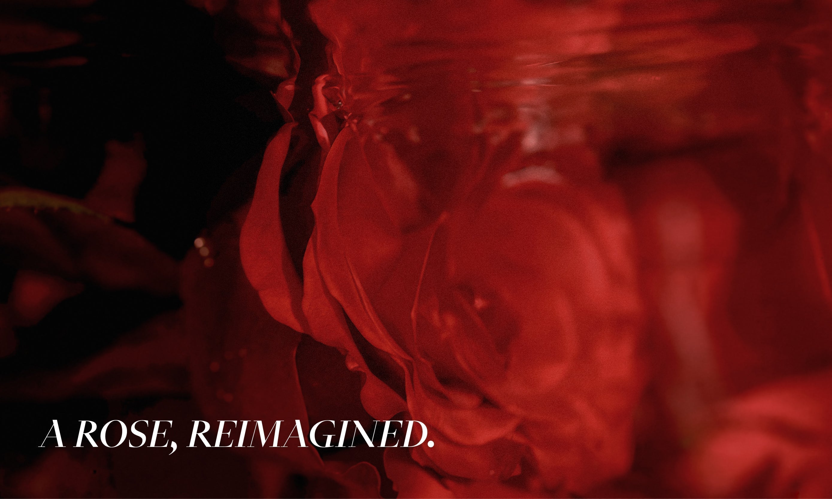 Rose Perfume Without the “Old-Fashioned” Feel: A Modern Guide