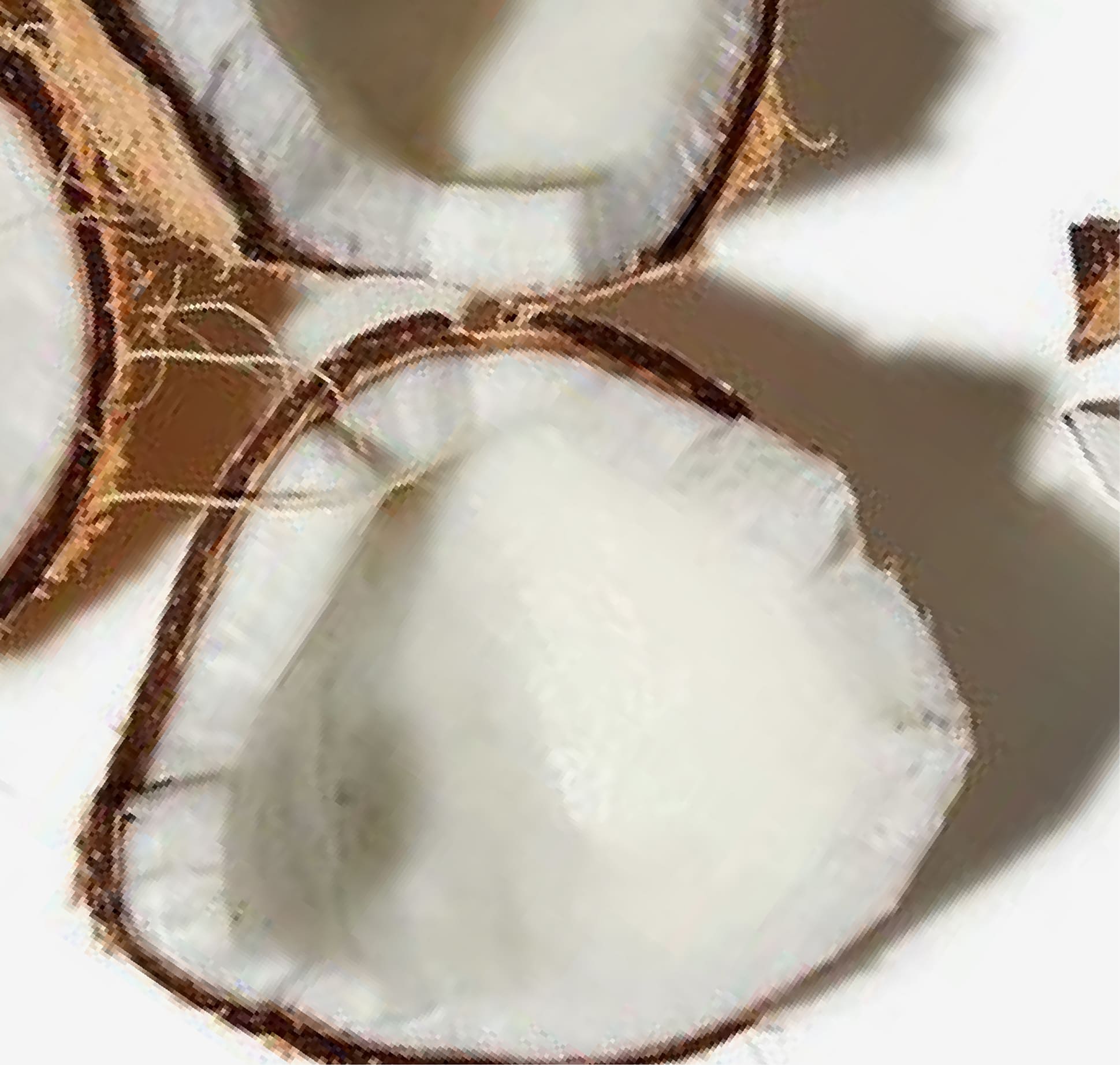 Hydrogenated <br>Coconut Oil