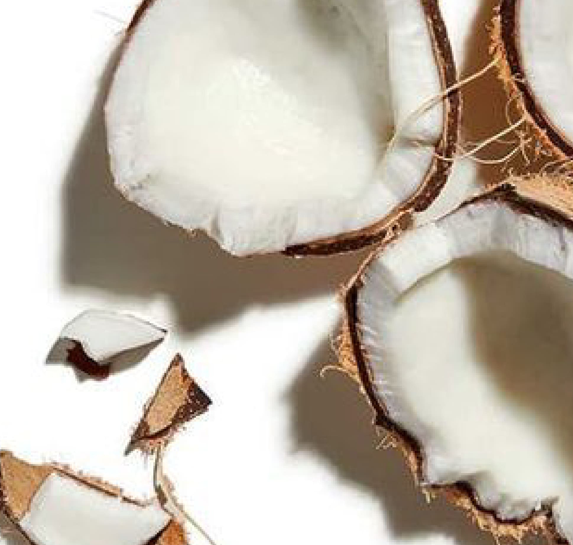 Hydrogenated <br>Coconut Oil