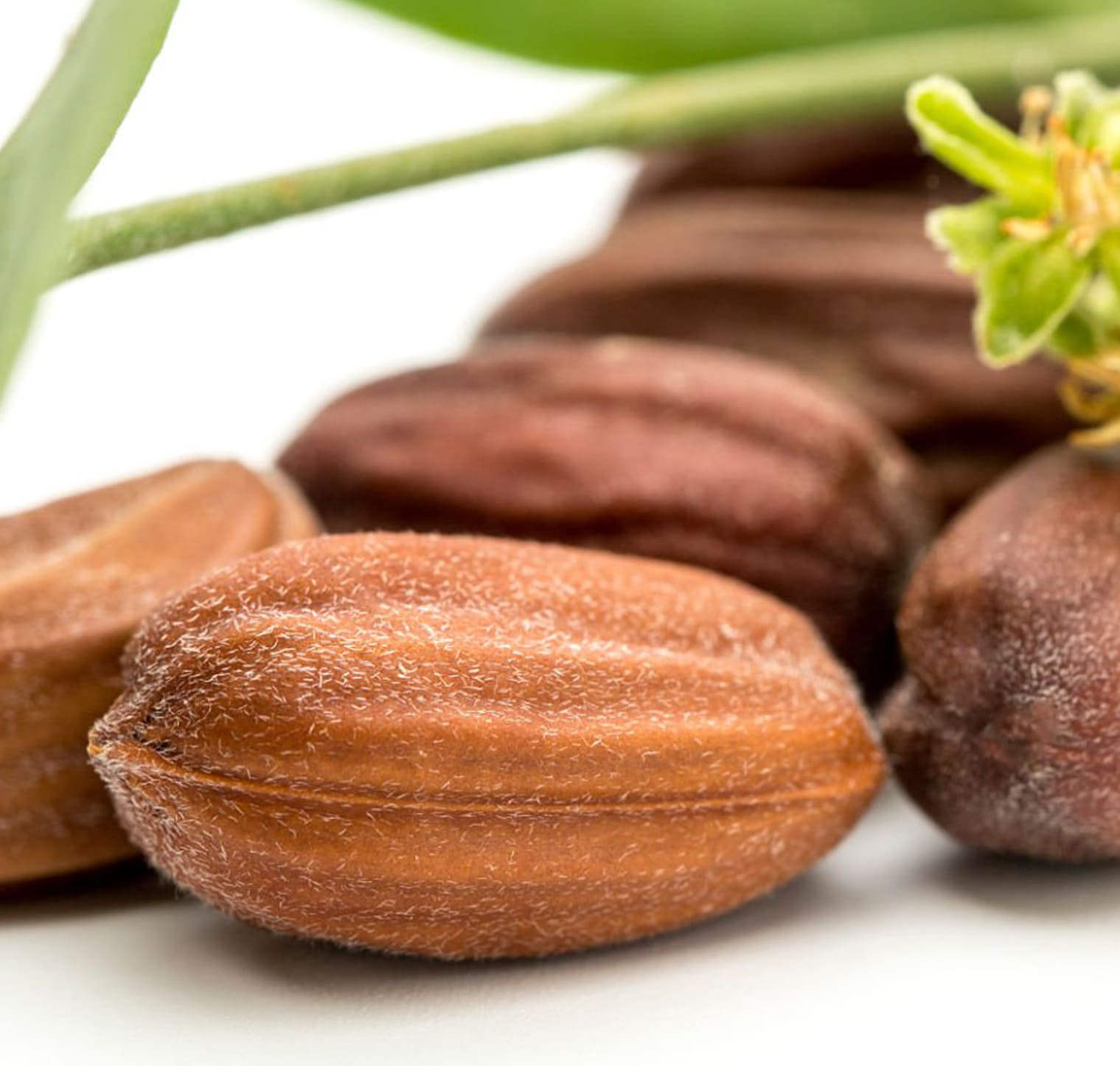 Jojoba Ester