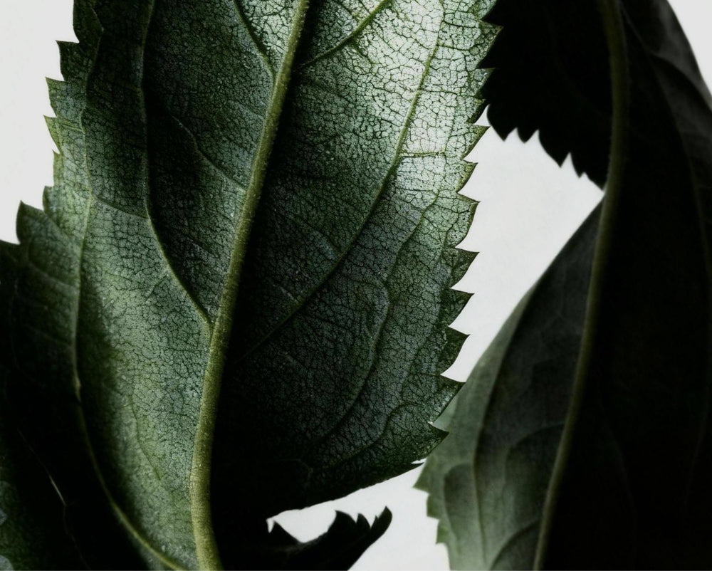 By Scent · Zesty Citrus Sage